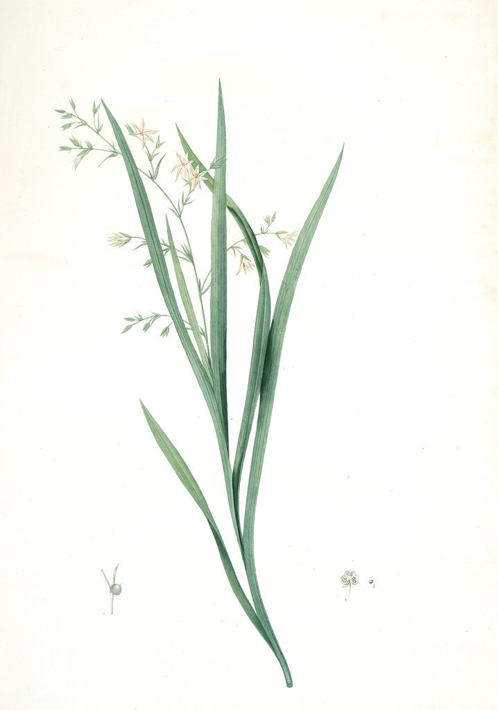 Detail of Diasia graminifolia, Melasphaerula graminea; Diasie à feuilles de gramen, Grass-leaved Melasphaerula by Pierre Joseph Redouté