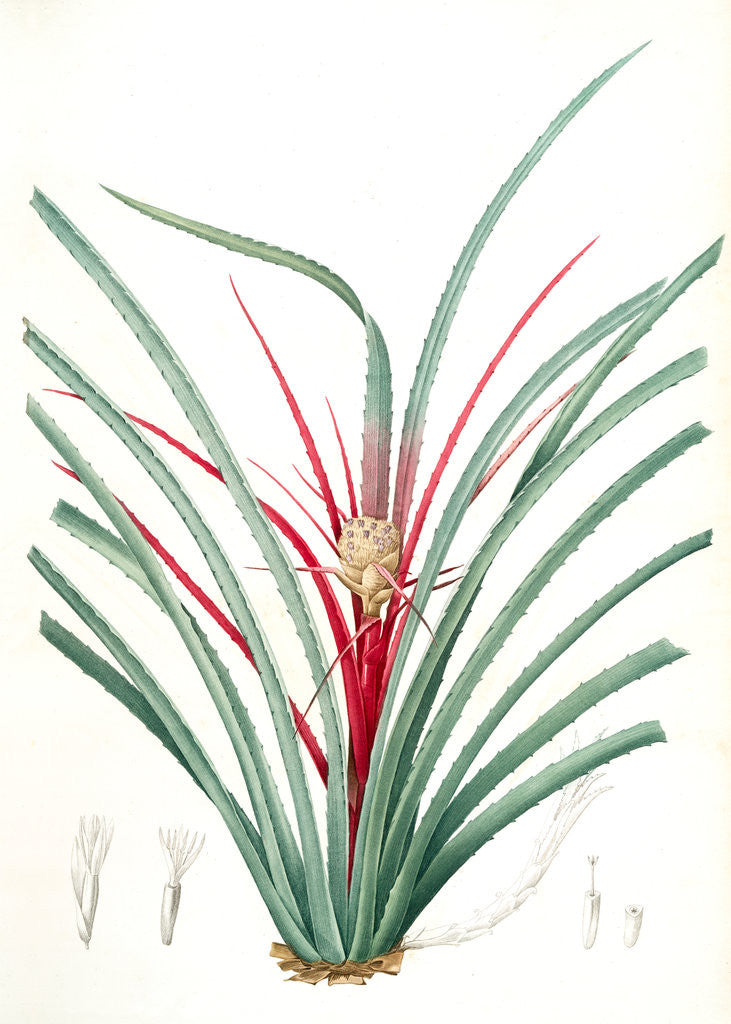 Detail of Bromella Karatas, Karatas Plumieri; Ananas karatas by Pierre Joseph Redouté