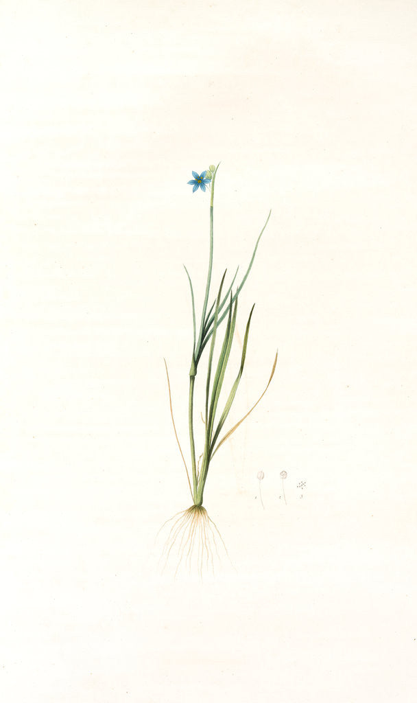 Detail of Sisyrinchium gramineum, Sisyrinchium angustifolium; Bermudienne à petites fleurs; Blue-eyed Grass by Pierre Joseph Redouté