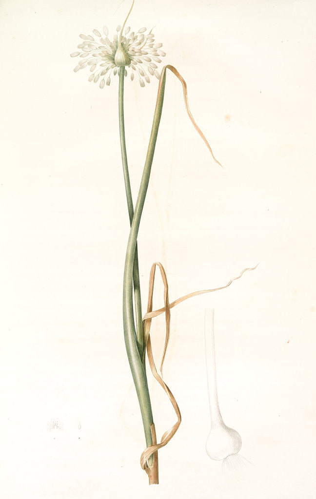Detail of Allium palens, Allium pallens; Ail pâle, Dune bentgrass by Pierre Joseph Redouté