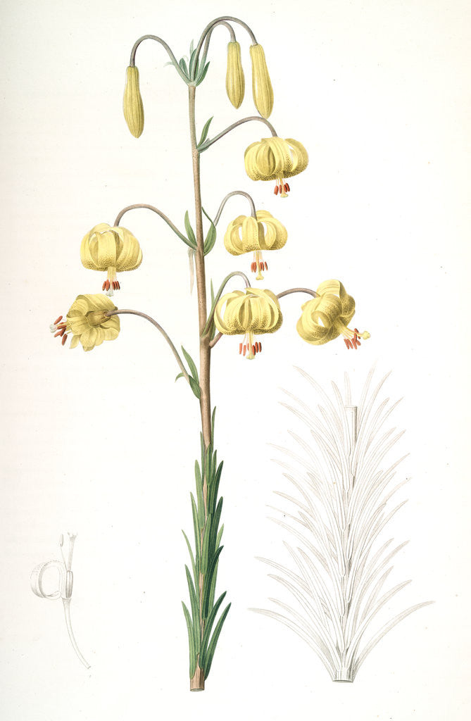 Detail of Lilium pyrenaicum, Lis des Pyrénées; Yellow Turk's Cap Lily by Pierre Joseph Redouté