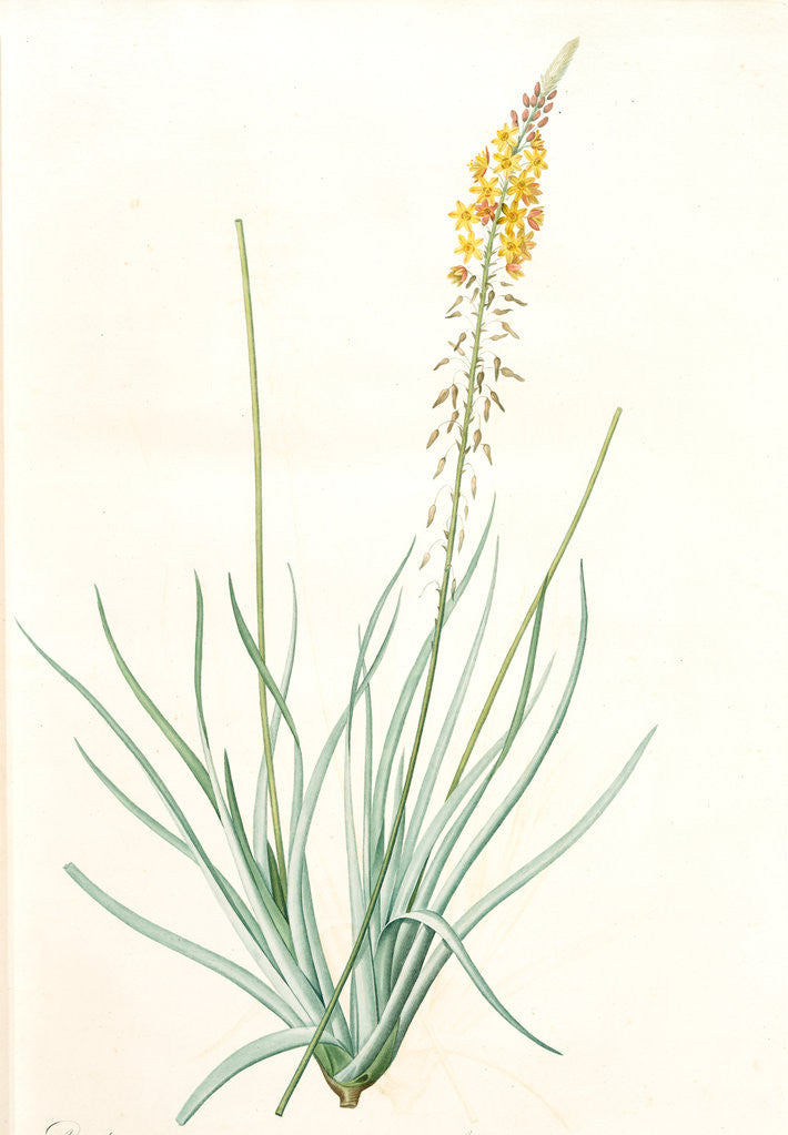 Detail of Anthericum longiscapum, Bulbine longiscapa; Anthéric à longues hampes by Pierre Joseph Redouté