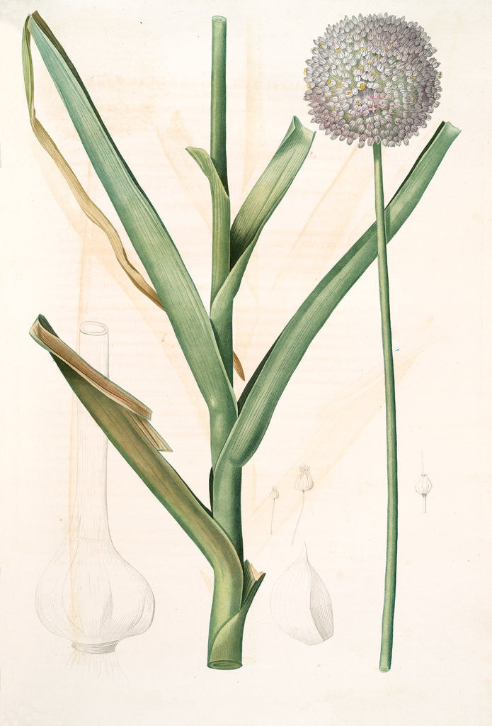 Detail of Allium ampeloprasum, Ail faux-poireau, Broad-leaf Wild Leek by Pierre Joseph Redouté