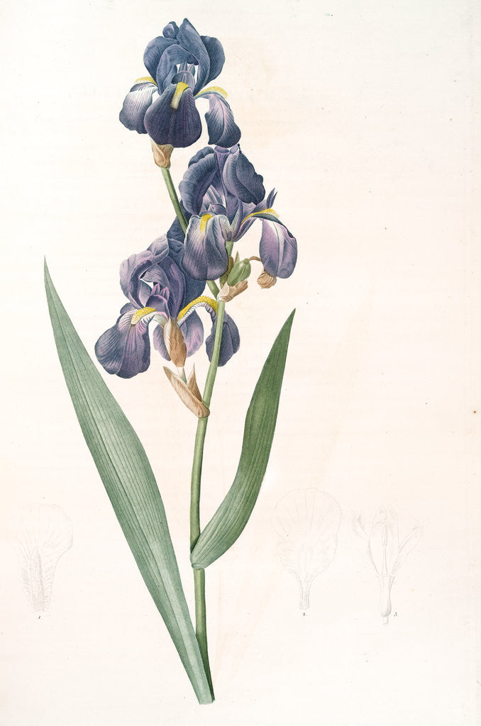 Detail of Iris plicata, Iris plissé by Pierre Joseph Redouté