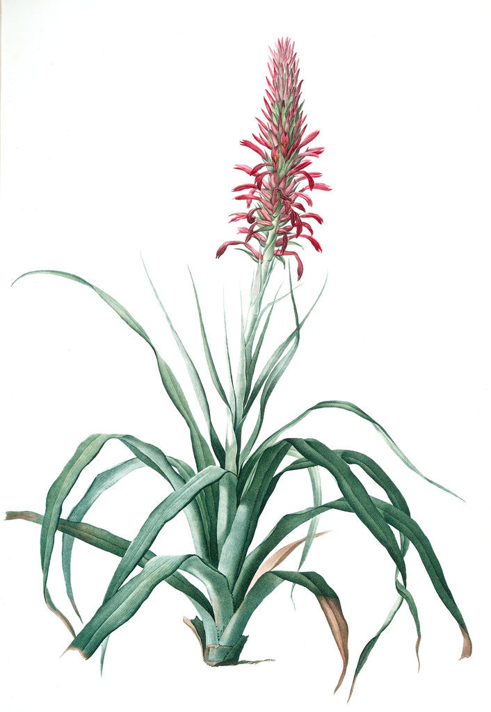 Detail of Pitcairnia latifolia, Pitcairnia bracteata; Pitcairnia á large feuille, Broad-leaved Pitcairnia by Pierre Joseph Redouté