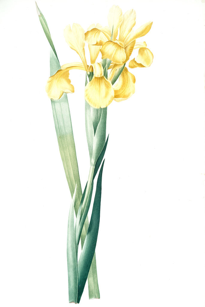 Detail of Iris Monnieri, Iris de Lemonnier by Pierre Joseph Redouté