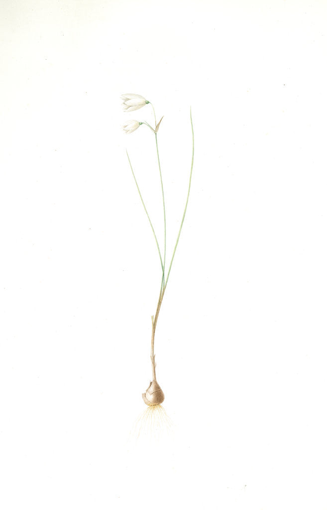 Detail of Leucojum grandiflorum, Leucojum trichophyllum; Nivéole à grandes fleurs, Three-leaved snowflakes by Pierre Joseph Redouté