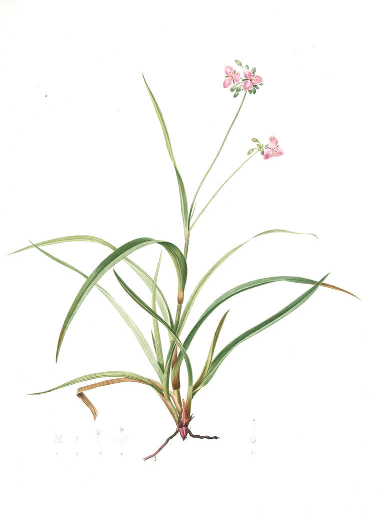 Detail of Tradescantia rosea, Ephémérine rose, Rosy Spiderwort by Pierre Joseph Redouté