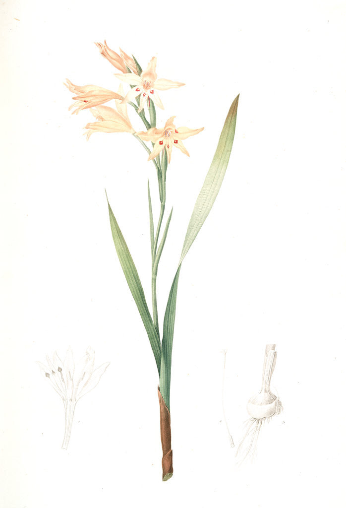 Detail of Gladiolus cuspidatus, Glaïeul en pointe, Tall Corn Flag by Pierre Joseph Redouté