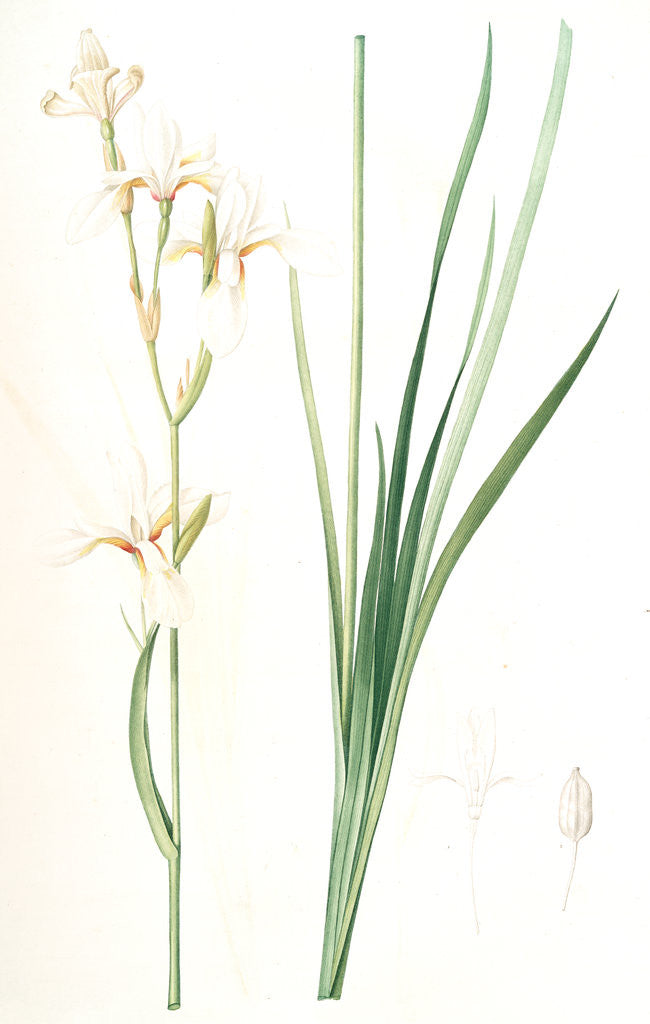 Detail of Ixia sibirica var. ochroleuca, Iris sp; Ixia de Sibérie var. à fleurs blanchâtres by Pierre Joseph Redouté