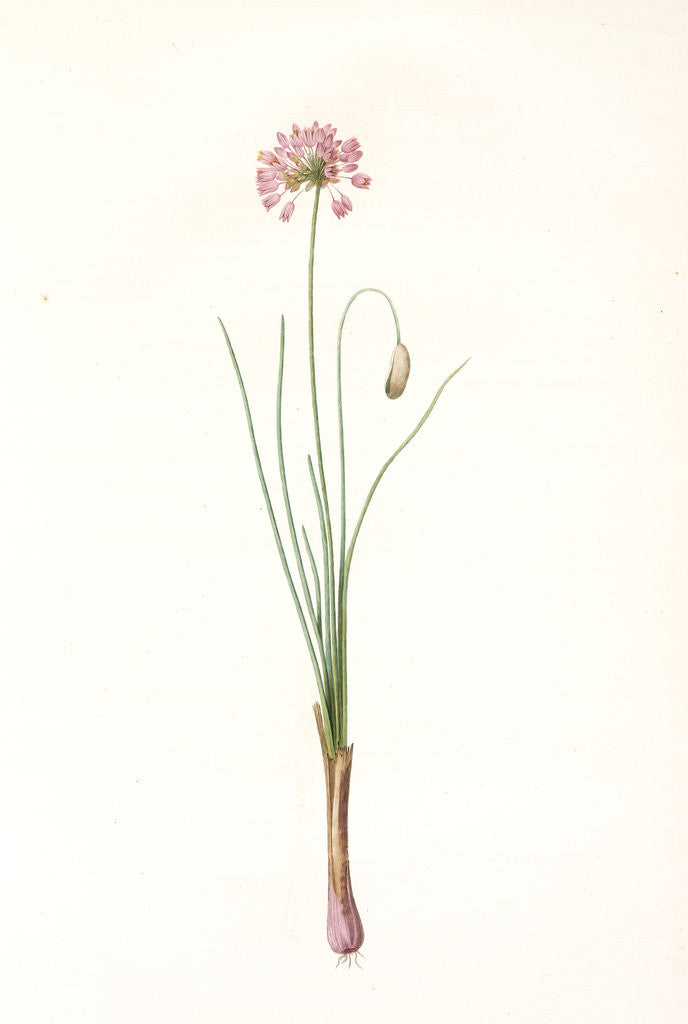 Detail of Allium bisulcum, Allium Stellerianum; Ail à deux sillons, Prairie onion by Pierre Joseph Redouté