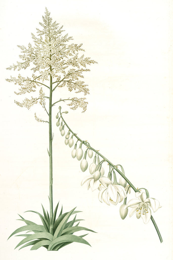 Detail of Furcraea gigantea, Fourcroye gigantesque; Giant False Agave by Pierre Joseph Redouté