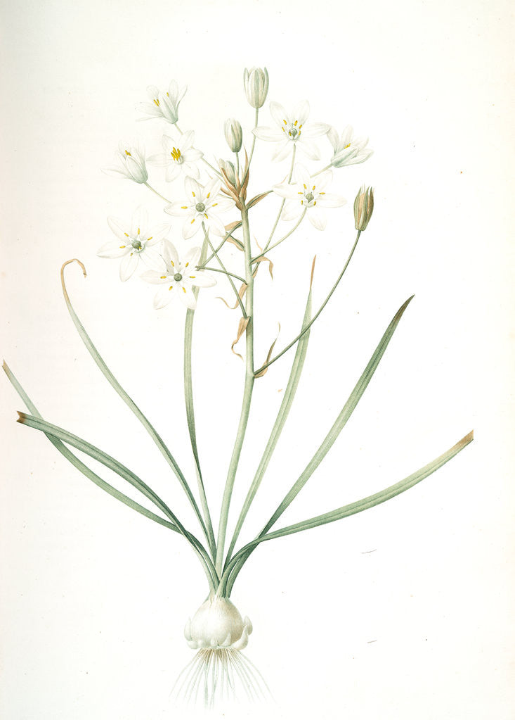 Detail of Ornithogalum umbellatum, Ornithogale en ombelle; Star of Bethlehem by Pierre Joseph Redouté