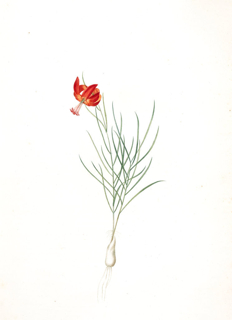 Detail of Lilium pumilum, Lilium tenuifolium; Lis nain, Coral Lily by Pierre Joseph Redouté