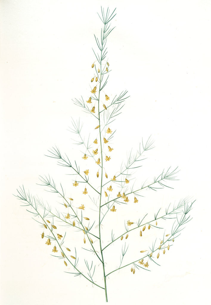 Detail of Asparagus amarus, Asparagus scaber; Asperge amére by Pierre Joseph Redouté