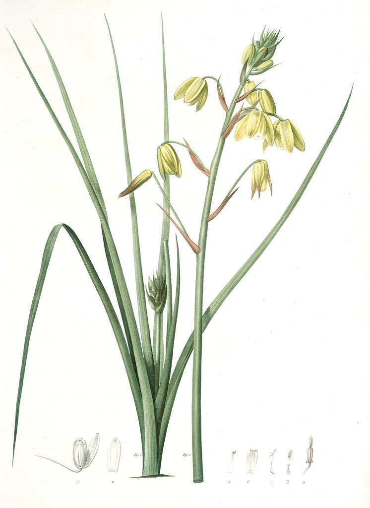 Detail of Albuca major, Albuca á large feuille, Larger Albuca by Pierre Joseph Redouté