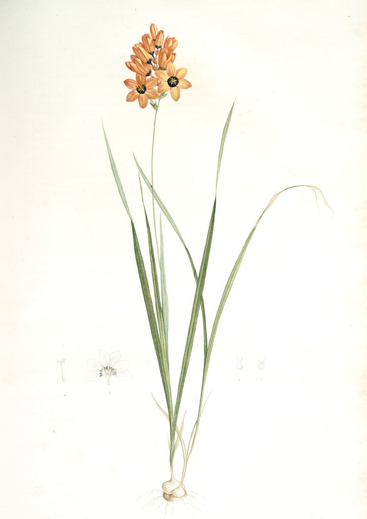 Detail of Ixia conica, Ixia masculata; Ixia conique, Orange-colored Ixia by Pierre Joseph Redouté