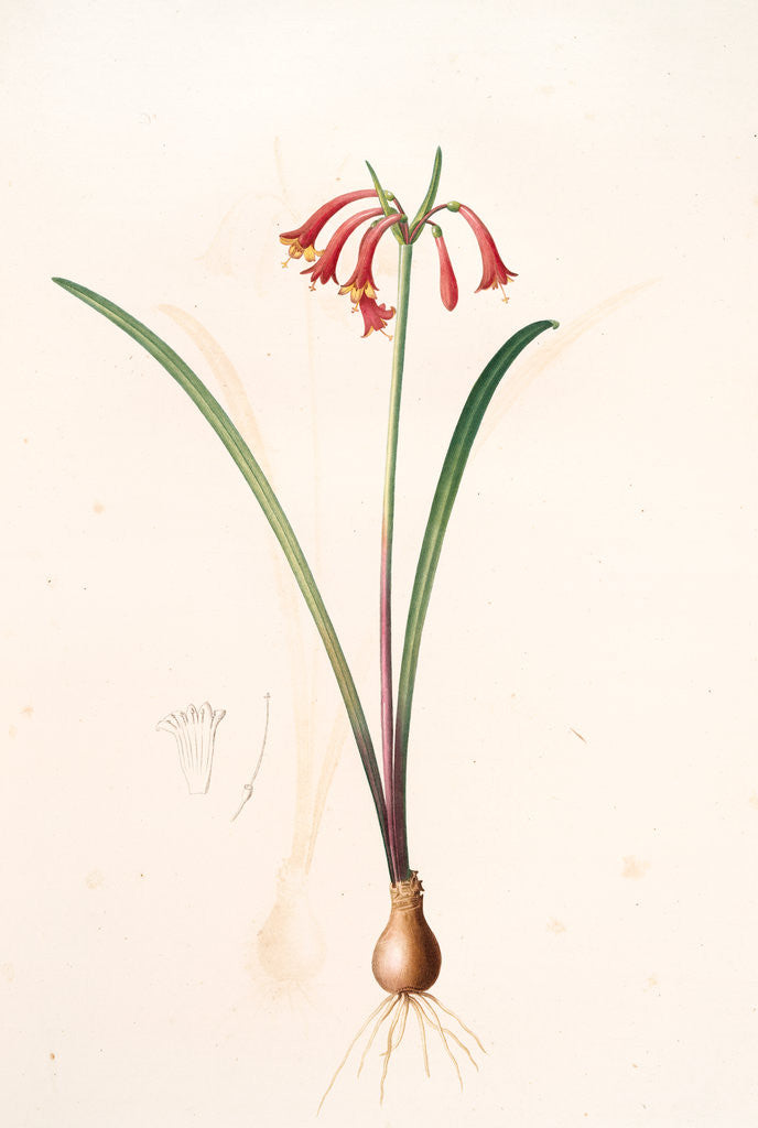 Detail of Cyrtanthus angustifolius, Cyrtanthus uniflorus; Cyrtanthe à feuilles étroites, Fire lily by Pierre Joseph Redouté