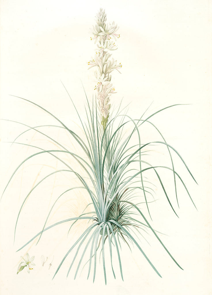 Detail of Asphodelus tauricus, Asphodeline taurica; Asphodèle taurique; Jacob's rod by Pierre Joseph Redouté