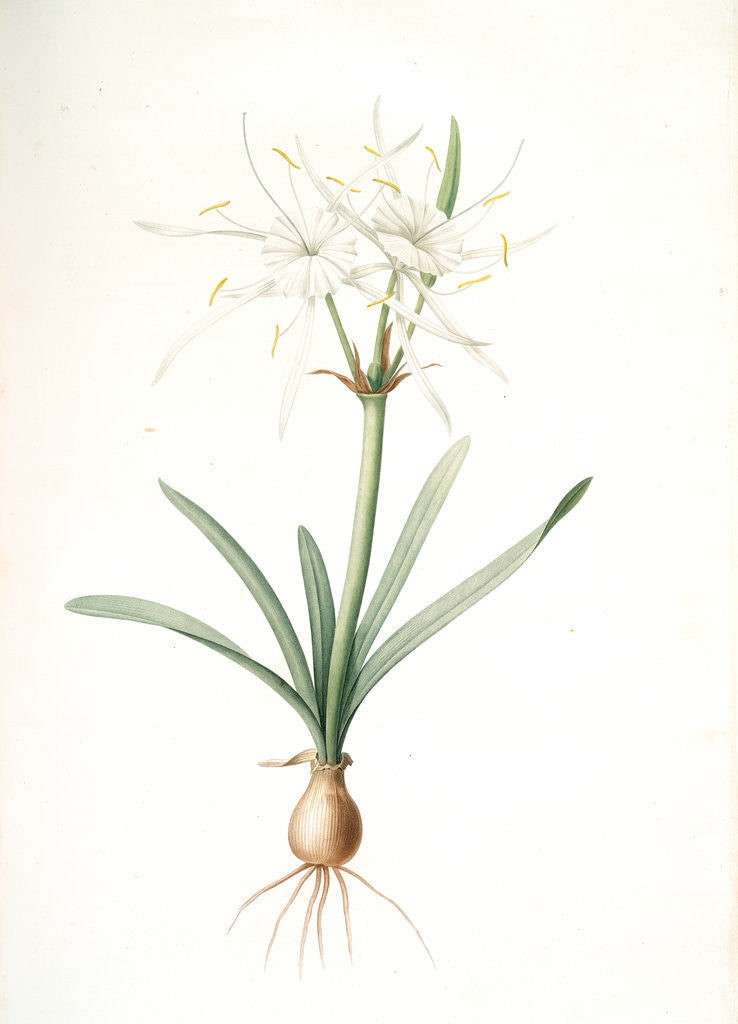 Detail of Pancratium disciforme, Hymenocallis rotata; Pancrace en disque; Spider lily by Pierre Joseph Redouté