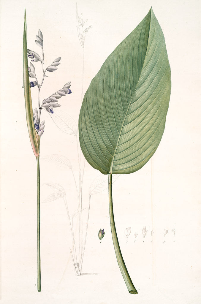 Detail of Peronia stricta, Thalia dealbata; Péronie, Powdery Alligator Flag by Pierre Joseph Redouté
