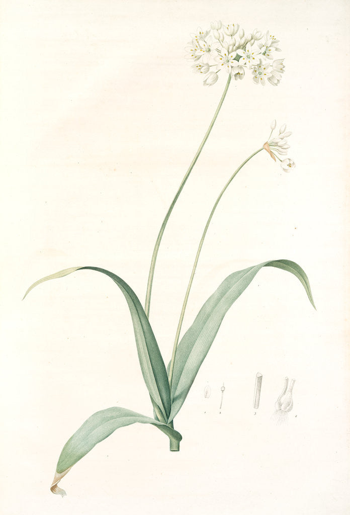 Detail of Allium album, Allium subhirsutum; Ail blanc, Hairy garlic by Pierre Joseph Redouté