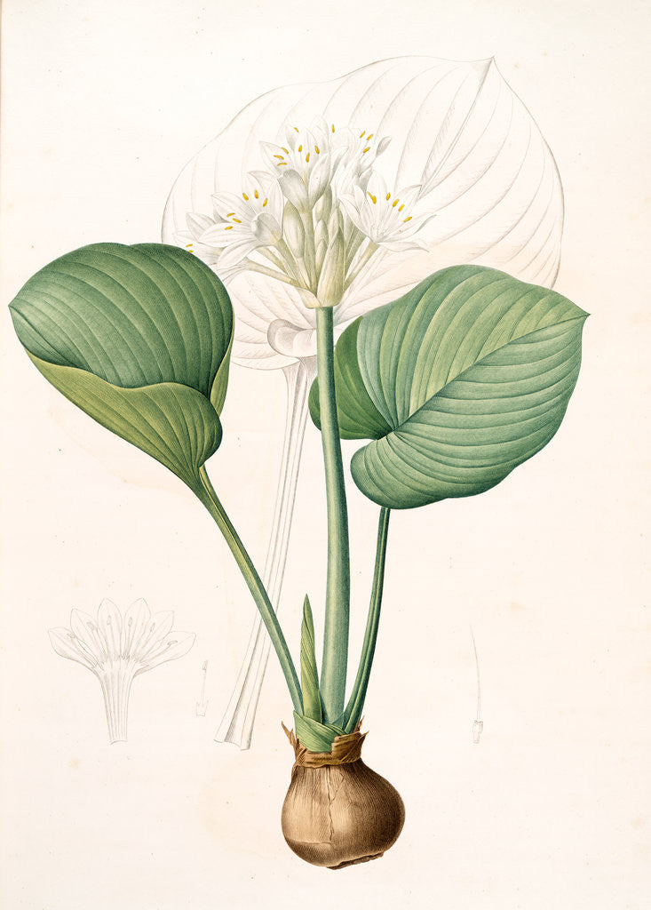 Detail of Pancratium amboinense, Eurycles sylvestris; Pancrace d'Amboine; Brisbane Lily by Pierre Joseph Redouté