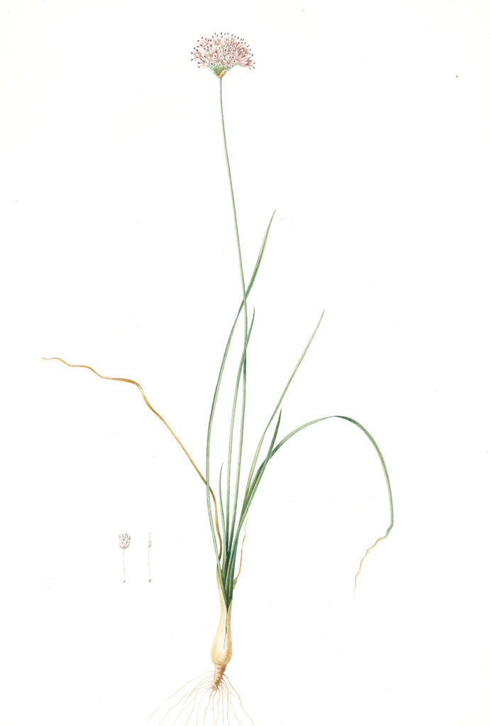 Detail of Allium lusitanicum, Allium angulosum; Ail de Portugal, Garlic of the mountains, Garlic of Lusitanie by Pierre Joseph Redouté