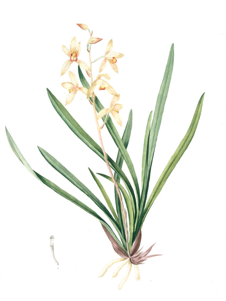 Detail of Epidendrum sinense, Cymbidium sinense; Epindendre de Chine, Chinese Epidendrum by Pierre Joseph Redouté