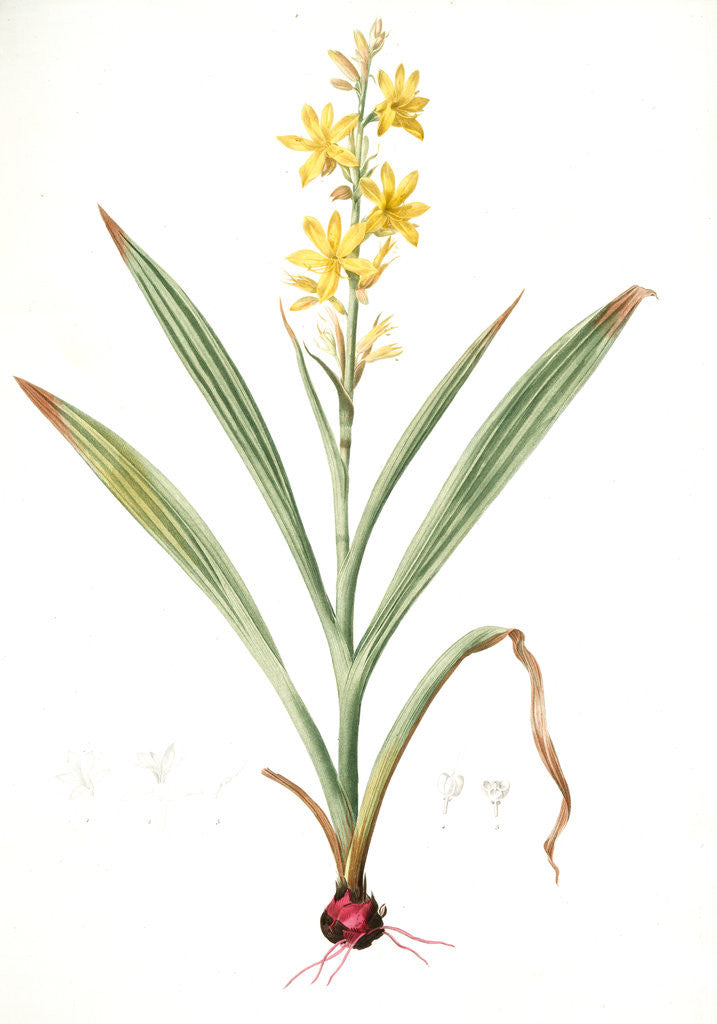 Detail of Wachendorfia thyrsiflora, Wachendorfe en thyrse, Bloodroot, Rooikanol by Pierre Joseph Redouté