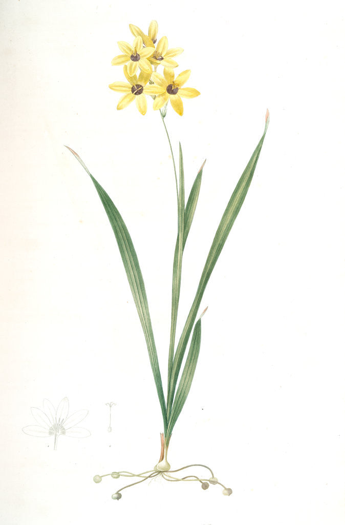 Detail of Ixia fusco-citrina, Ixia maculata; Ixia jaune et brun, African cornlily by Pierre Joseph Redouté