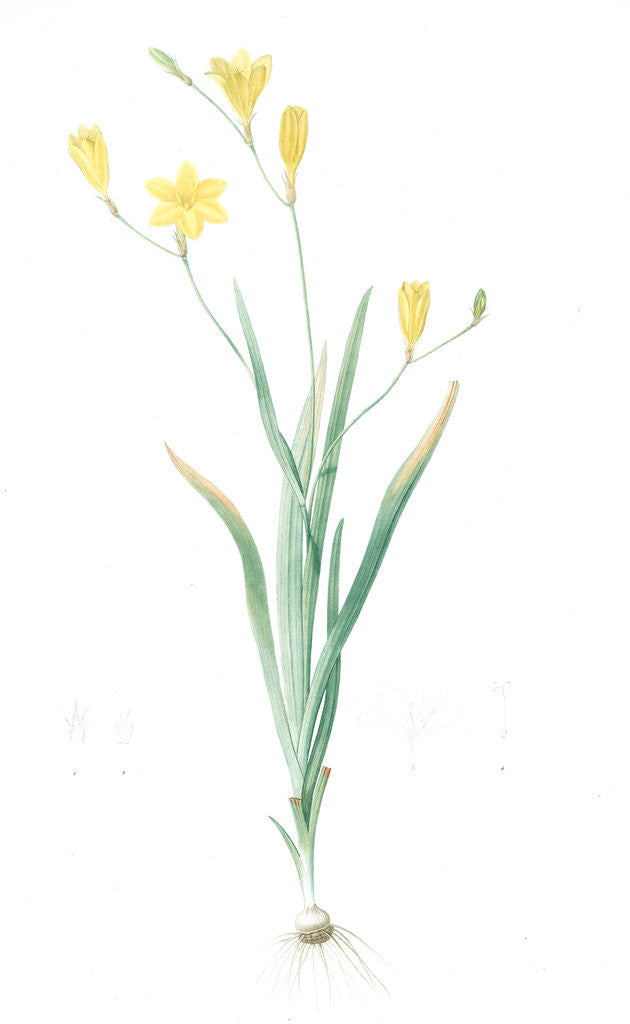 Detail of Ixia bulbifera, Ixia porte-bulbes by Pierre Joseph Redouté