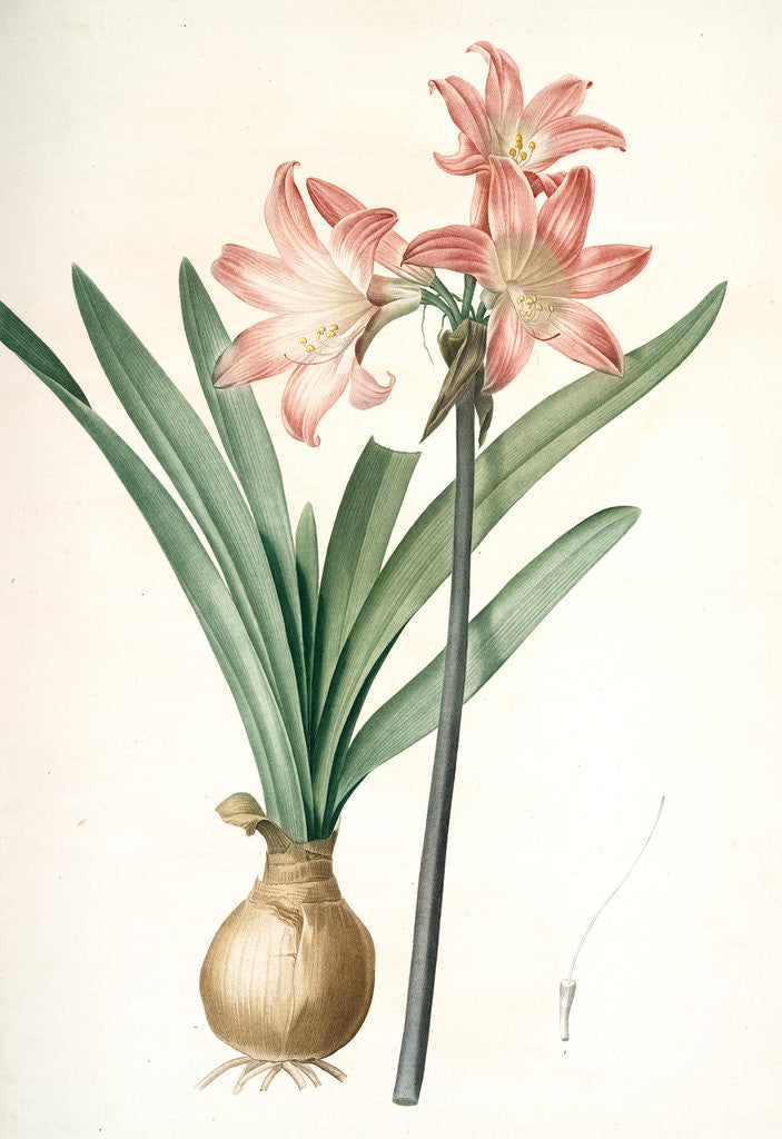 Detail of Amaryllis Belladonna, Amaryllis belladona; Amaryllis belladone; Belladonna Lily, Jersey Lily by Pierre Joseph Redouté