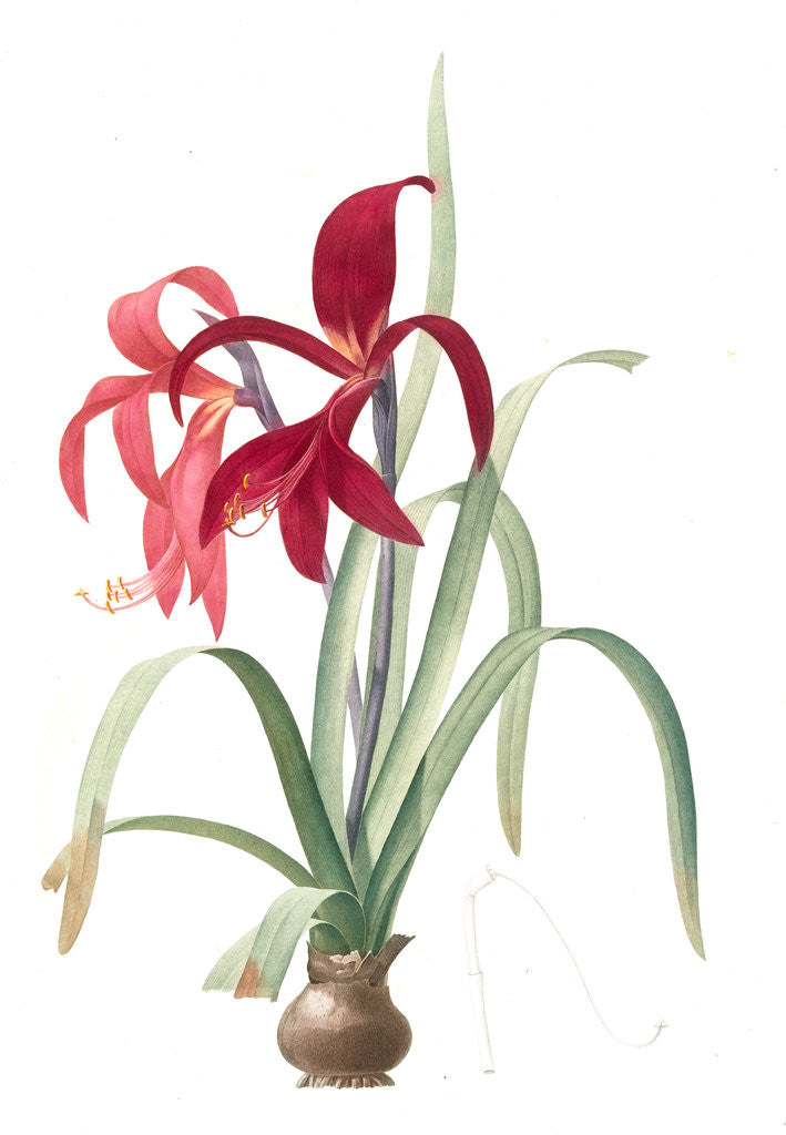 Detail of Amaryllis Fomossissima, Amaryllis Lys St. Jacques by Pierre Joseph Redouté