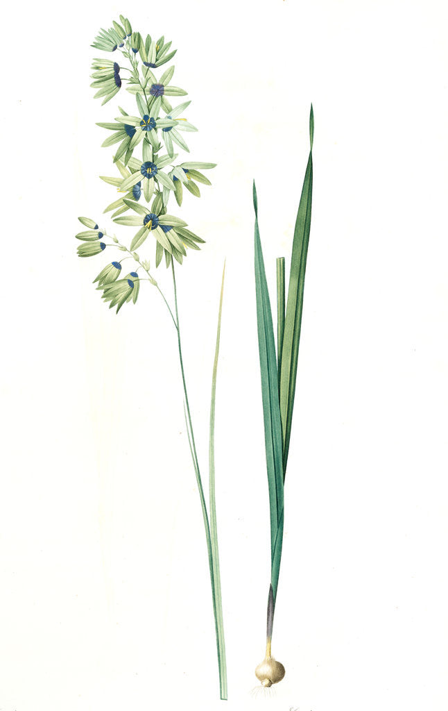 Detail of Ixia viridiflora, Ixia á fleurs vertes, African Corn Lily; Groenkalossie by Pierre Joseph Redouté