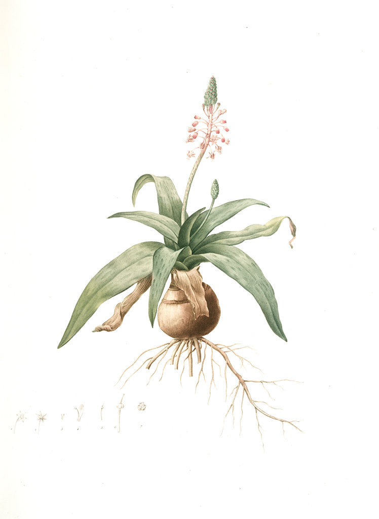 Detail of Lachenalia lanceaefolia, Scilla lanceaefolia, Spotted Copperas-leaved Lachenalia by Pierre Joseph Redouté