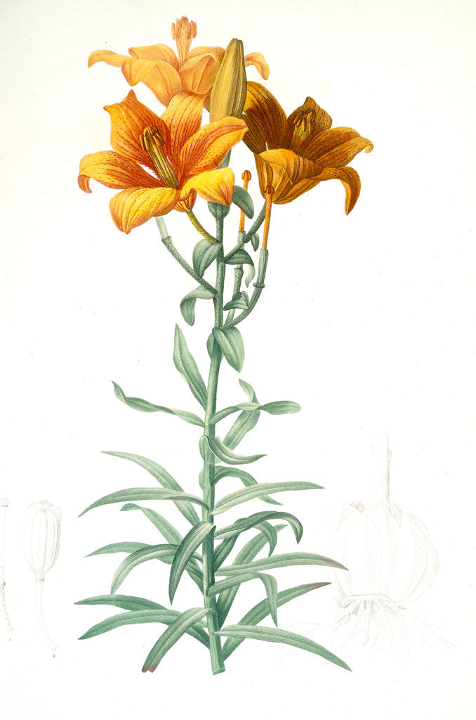 Detail of Lilium bulbiferum, Lis bulbiferum; Lis bulbifère; Orange lily by Pierre Joseph Redouté