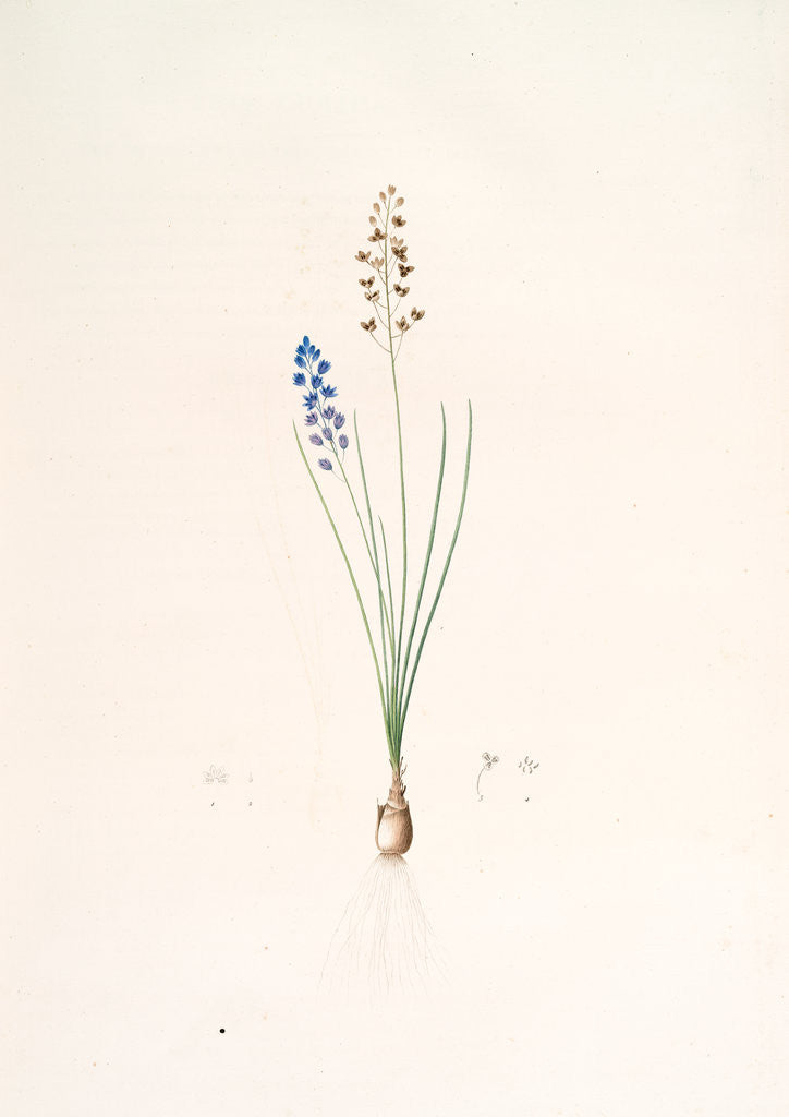 Detail of Scilla autumnalis, Scille de'automne; Autumn Squill by Pierre Joseph Redouté