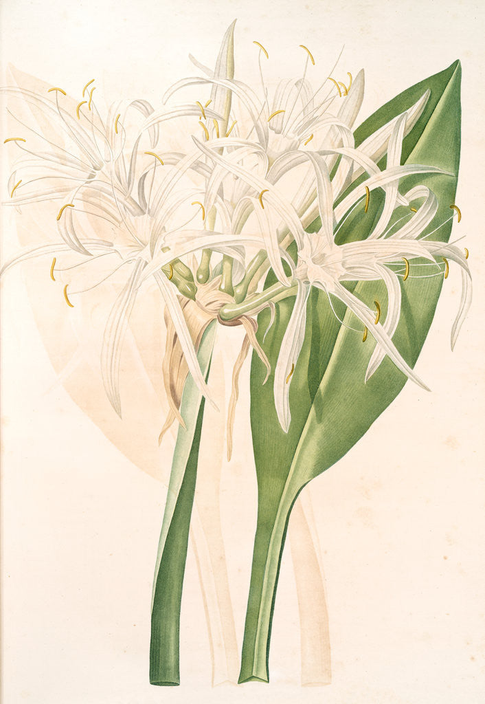 Detail of Pancratium speciosum, Hymenocallis speciosia; Pancrace à belles fleurs, Spider Lily by Pierre Joseph Redouté