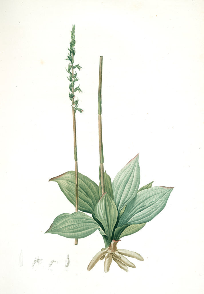 Detail of Neottia elata, Spiranthes sp; Néottie élancée, Tall ladiestresses by Pierre Joseph Redouté