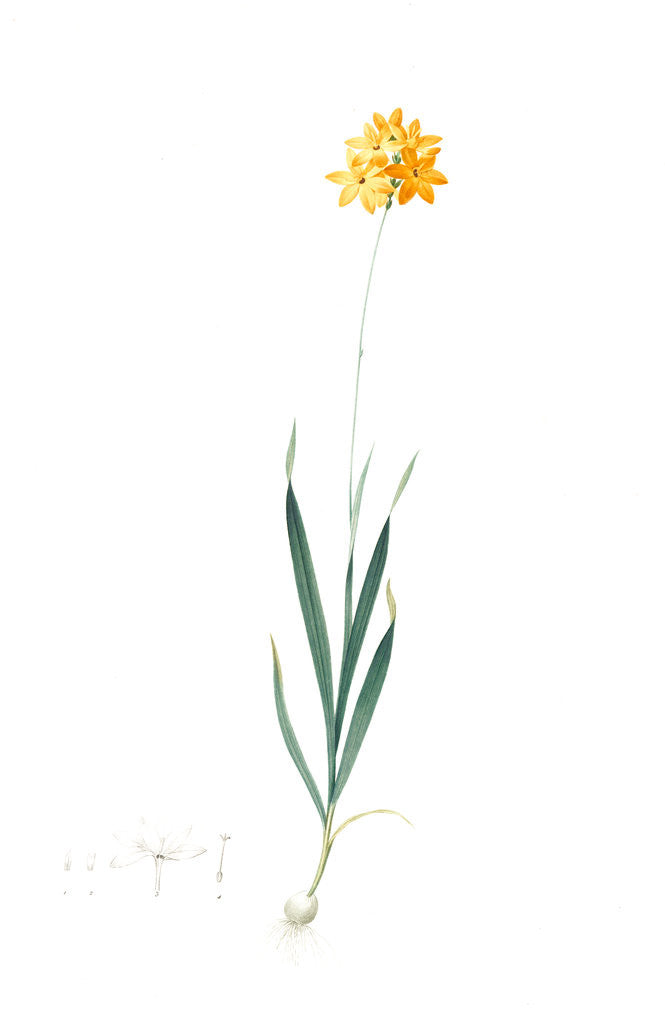 Detail of Ixia dubia, Ixia lutea; Ixea doubteuse Yellow corn flower; Kalossies by Pierre Joseph Redouté