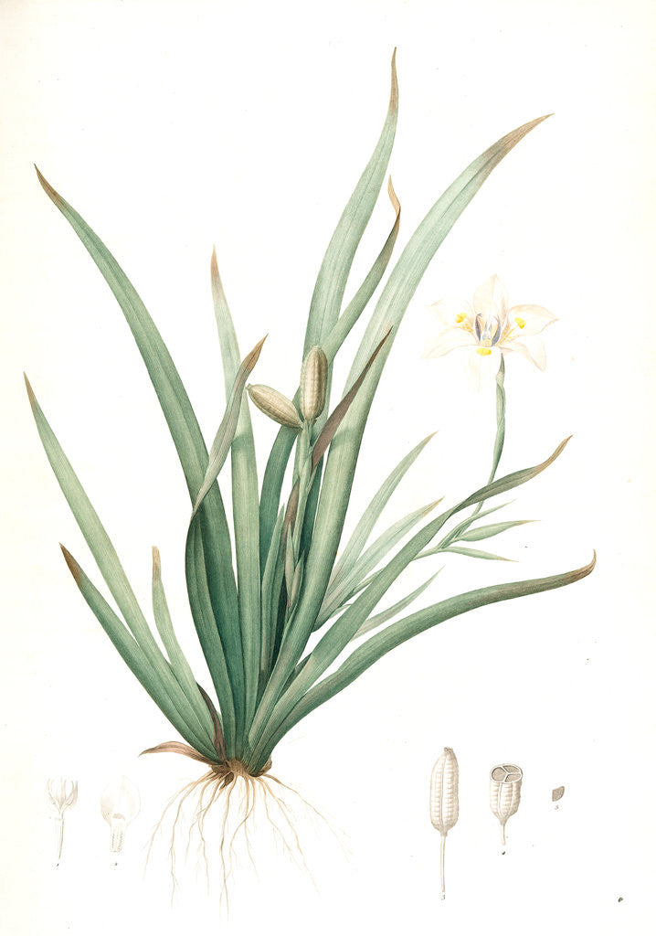 Detail of Moraea iridioides, Morée faux-iris; African Iris by Pierre Joseph Redouté