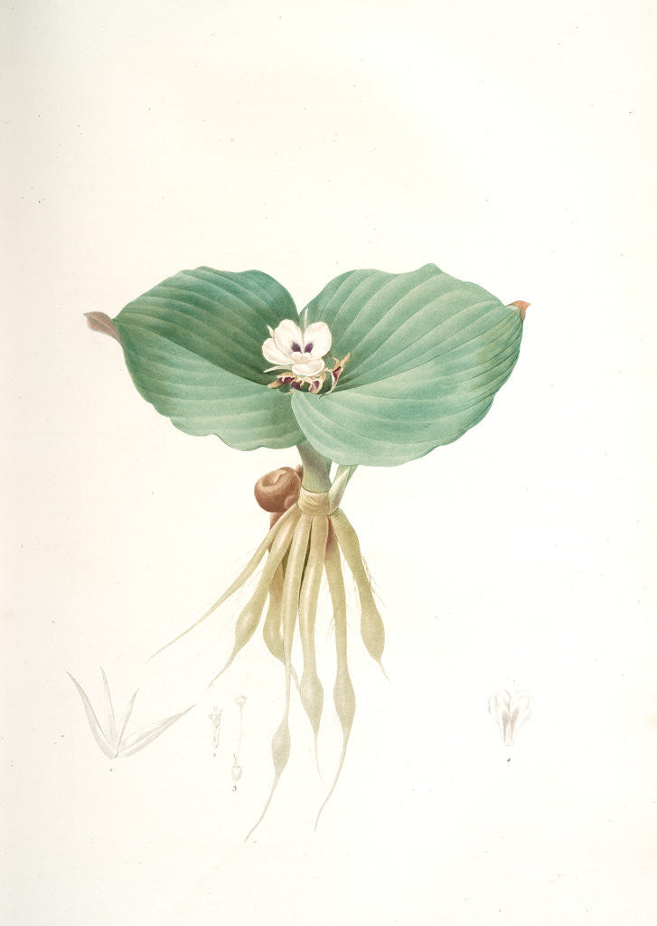 Detail of Kaempferia galanga, Kempférie galanga by Pierre Joseph Redouté