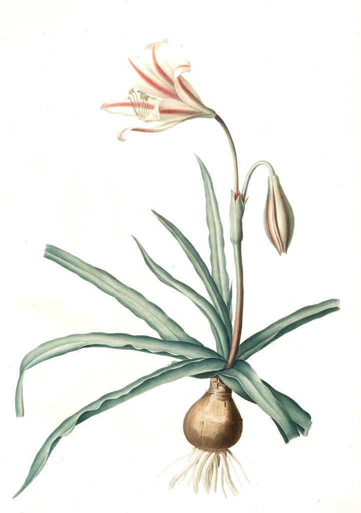 Detail of Amaryllis Broussonetii, Amaryllis de Boussonet by Pierre Joseph Redouté