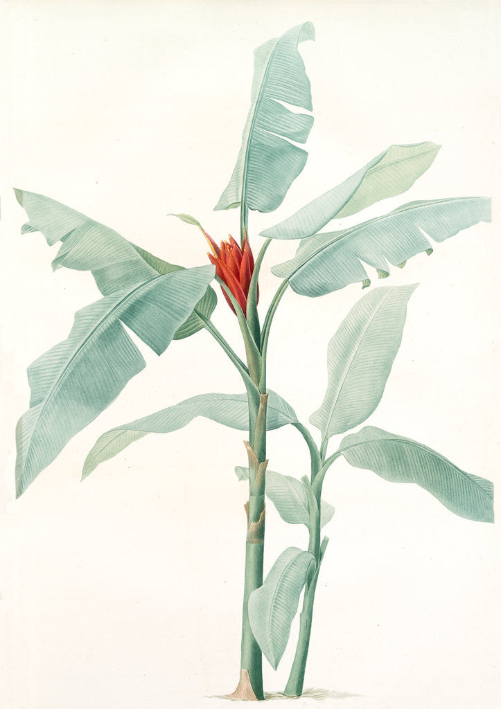 Detail of Musa coccinea by Pierre Joseph Redouté