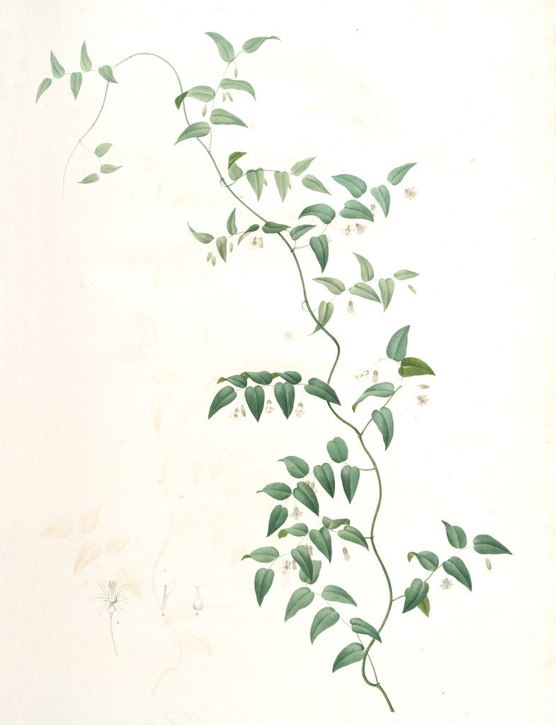 Detail of Medeola asparagoides, Asparagus asparagoides by Pierre Joseph Redouté