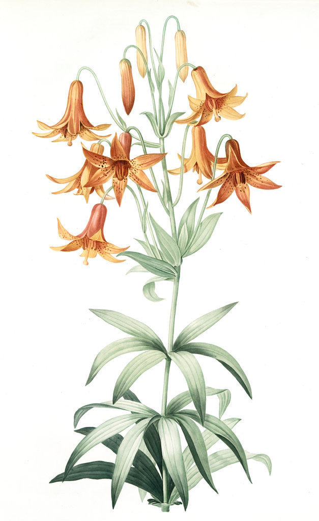 Detail of Lilium penduliflorum, Lis à fleurs pendantes by Pierre Joseph Redouté