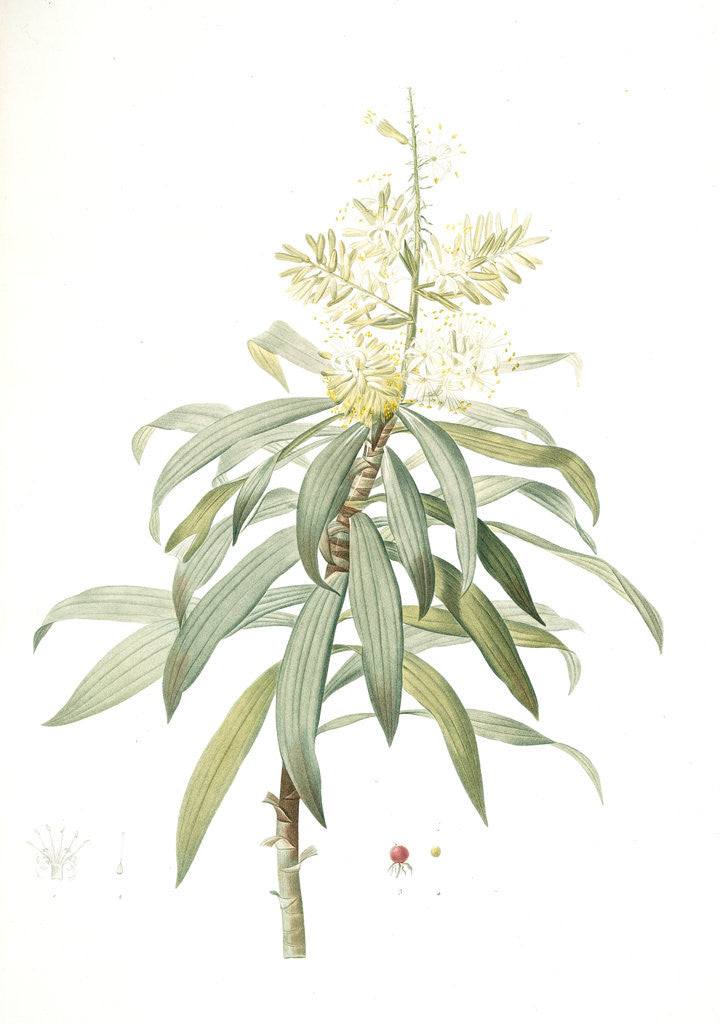 Detail of Dracoena reflexa, Dracaena sp; Dragonnier à feuilles réfléchies, Song of India; Pleomele or Maylasian draceana by Pierre Joseph Redouté