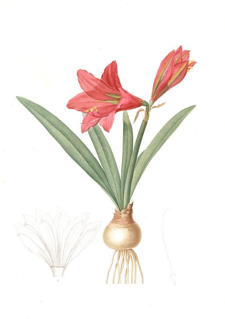 Detail of Amaryllis reginae, Hippeastrum Reginae; Amaryllis de la reine, Mexican Lily by Pierre Joseph Redouté