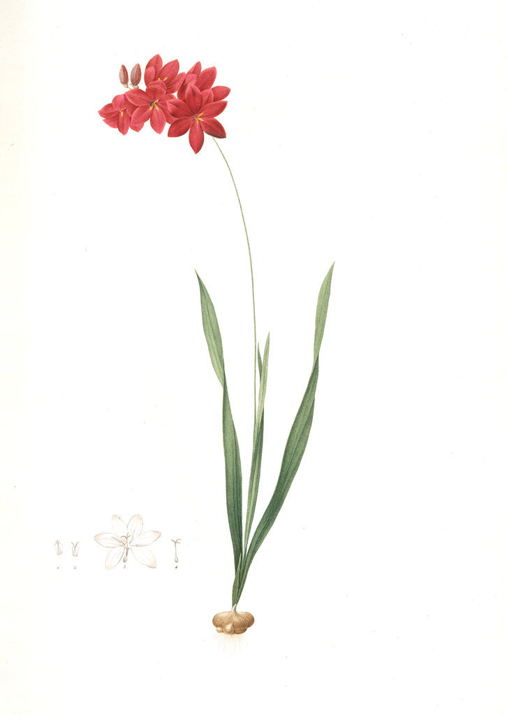 Detail of Ixia filiformis, Ixia patens; Ixia filiforme, Spreading-flowered Ixia, Crimson Ixia by Pierre Joseph Redouté